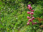 65 Lilium martagon (Giglio martagone)